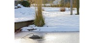 Bassin de jardin : Chauffage bassin OASE IceFree Thermo 200W, Dispositifs anti-gel
