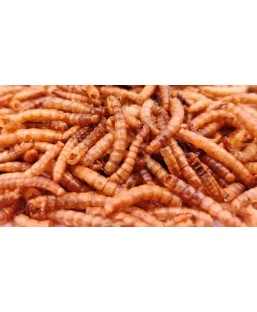 Bassin de jardin : MAHO NO VERS DE FARINE 3 litres, Gammares crevettes vers à soies