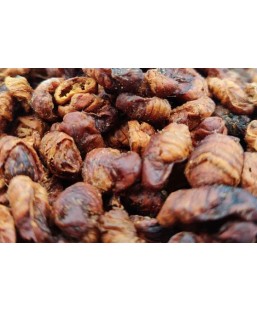 Bassin de jardin : MAHO NO VERS A SOIE 1 LITRE, Gammares crevettes vers à soies