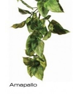 Plante à suspendre (Amapallo)