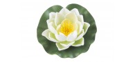 Bassin de jardin : Lotus blanc 10cm, Nenuphars decoratifs