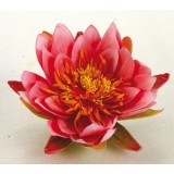 Bassin de jardin : Nénuphar 14 cm rose, Nenuphars decoratifs