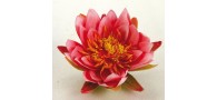 Bassin de jardin : Nénuphar 14 cm rose, Fin de série