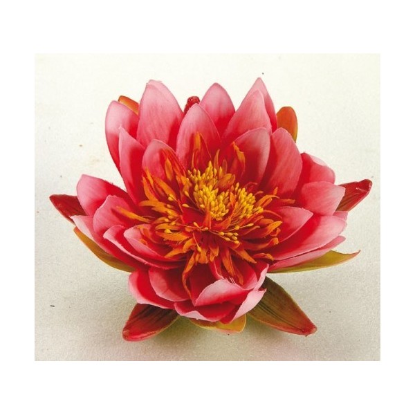 Bassin de jardin : Nénuphar 14 cm rose, Fin de série