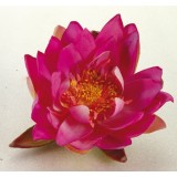 Bassin de jardin : Nénuphar 14 cm violet, Fin de série