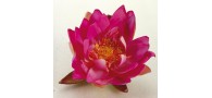 Bassin de jardin : Nénuphar 14 cm violet, Fin de série