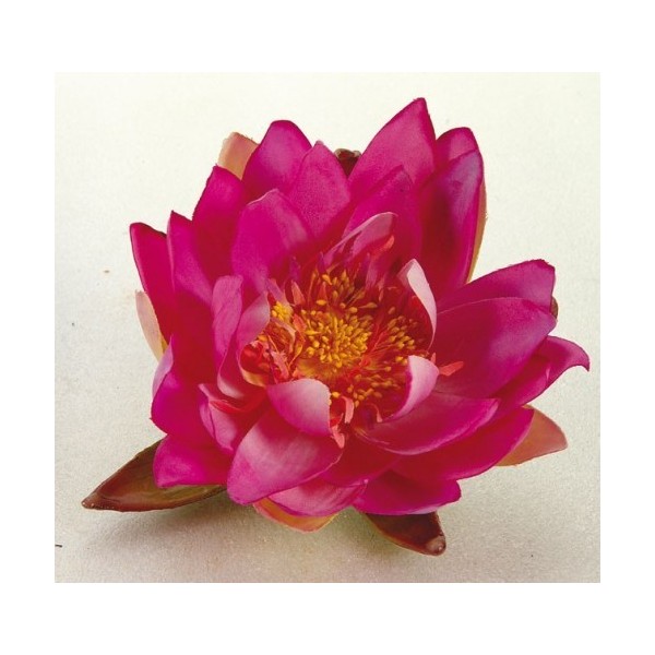 Bassin de jardin : Nénuphar 14 cm violet, Fin de série