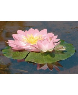 Bassin de jardin : Nénuphar rose + grenouille (24 cm), Nenuphars decoratifs