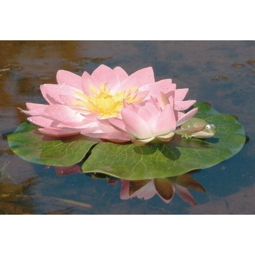 Bassin de jardin : Nénuphar rose + grenouille (24 cm), Fin de série Bassin de jardin : Nénuphar rose + grenouille (24 cm), Fin de série