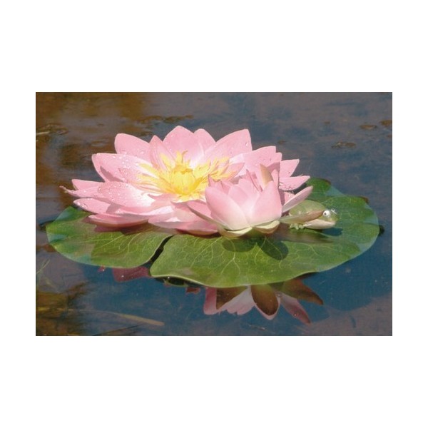 Bassin de jardin : Nénuphar rose + grenouille (24 cm), Nenuphars decoratifs