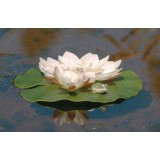 Bassin de jardin : Nénuphar blanc + grenouille (24 cm), Nenuphars decoratifs