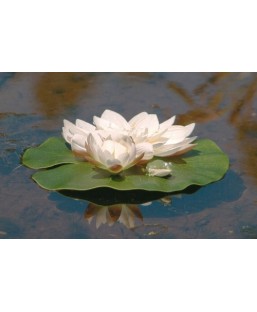 Bassin de jardin : Nénuphar blanc + grenouille (24 cm), Nenuphars decoratifs