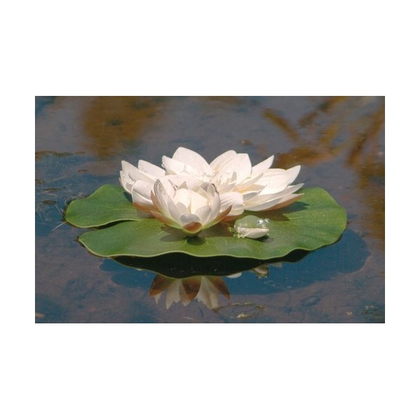 Bassin de jardin : Nénuphar blanc + grenouille (24 cm), Nenuphars decoratifs