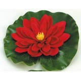 Bassin de jardin : Nénuphar rouge 20 cm, Fin de série