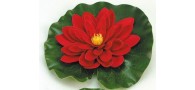 Bassin de jardin : Nénuphar rouge 20 cm, Fin de série