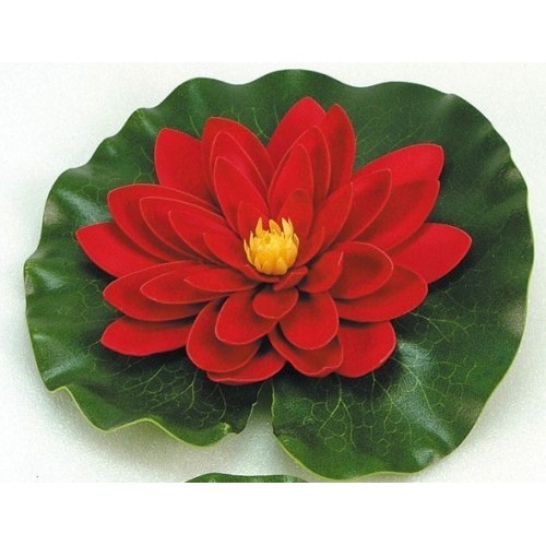 Bassin de jardin : Nénuphar rouge 20 cm, Nenuphars decoratifs