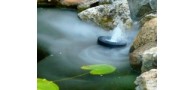 Bassin de jardin : Nebulo 1 - 12 DEL blanche, Fin de série