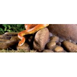Bassin de jardin : Outcrops MM, Decos pour terrarium