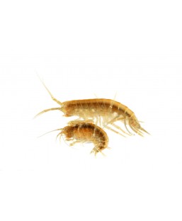 Bassin de jardin : Ichi Food Gammares 1 Litre (crevettes), Fin de série
