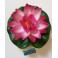 Bassin de jardin : Lotus Rose 10cm, Nenuphars decoratifs