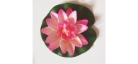 Bassin de jardin : Lotus fushia 10cm, Nenuphars decoratifs