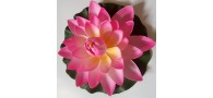 Bassin de jardin : Lotus fushia 17cm, Nenuphars decoratifs