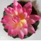 Bassin de jardin : Lotus fushia 17cm, Nenuphars decoratifs