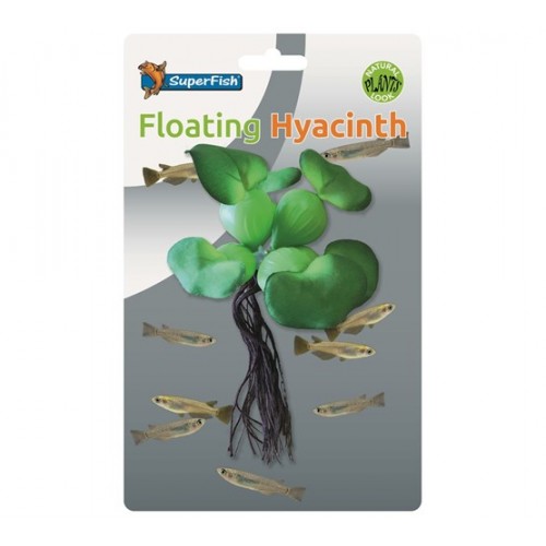 Bassin de jardin : Jacinthe flottante, Fin de série Bassin de jardin : Jacinthe flottante, Fin de série