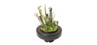 Bassin de jardin : PANIER PLANTE FLOTTANT 22CM, Paniers flottants