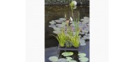 Bassin de jardin : Floating Plant Oasis 30 x 40 cm, Fin de série