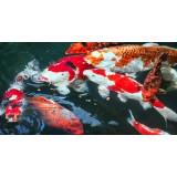 Bassin de jardin : SERA KOI Professional printemps/ automne 7KG, Nourriture Serapond