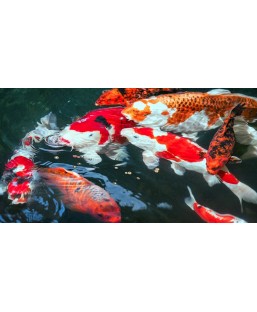 Bassin de jardin : SERA KOI Professional printemps/ automne 7KG, Nourriture Serapond