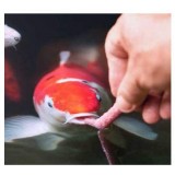 Bassin de jardin : SERA KOI SNACK, Nourriture Serapond