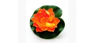 Bassin de jardin : LOTUS ORANGE 17CM, Nenuphars decoratifs