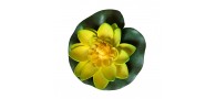 Bassin de jardin : LOTUS JAUNE 10CM, Nenuphars decoratifs