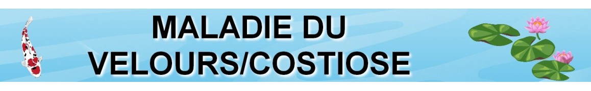 Maladie du poisson de bassin MALADIE DU VELOURS/COSTIOSE