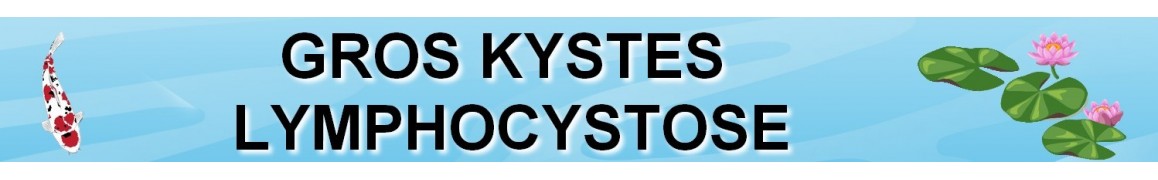 Traitement carpes koi contre les GROS KYSTES / LYMPHOCYSTOSE