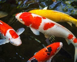 Aliment complet supérieur pour poissons japonais - Tetra Goldfish