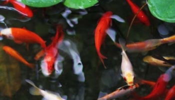  Quelle nourriture pour les poissons en hiver; nourriture hivernale