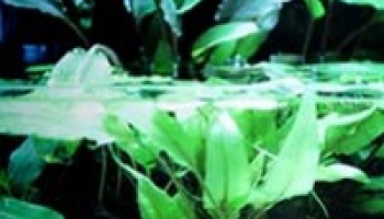 Amenager son bassin : plantation et entretien