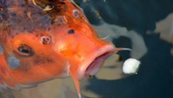 Comment nourrir ses poissons en bassin extérieur ?