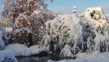 Bassin en hiver : entretenir et hiverner un bassin pour l'hiver