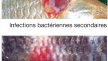 Reconnaître les maladies de poissons?