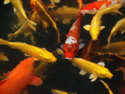 La nourriture Hikari pour vos poissons de bassin de jardin
