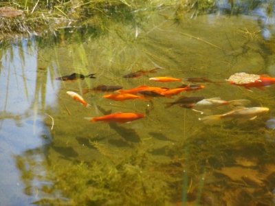 Comment enlever la vase d un bassin sans aspirateur