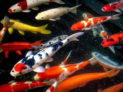 Bien Choisir la Nourriture pour Vos Carpes Koi