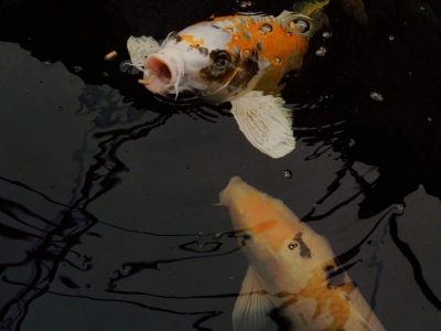Guide complet pour nourrir vos poissons de bassin avec la gamme ichi food