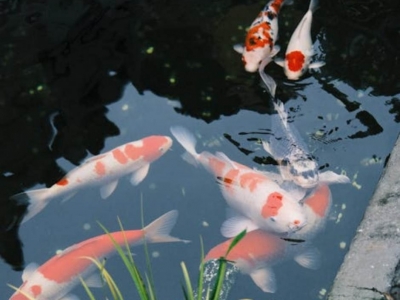 Comment prolonger la durée de vie de votre pompe de bassin de jardin ?