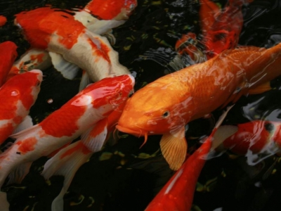 Quels poissons ajouter dans un bassin de petite taille ?