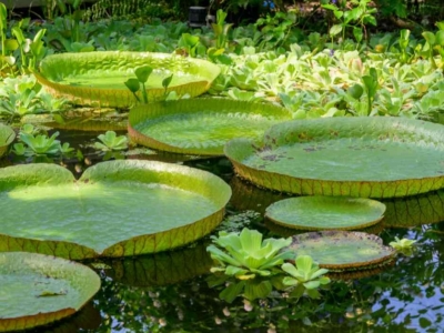 Comment entretenir son bassin en été : gestes essentiels et erreurs à éviter